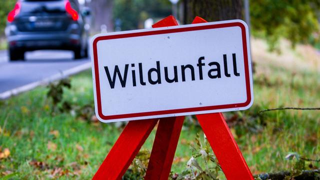 Unfall mit einem Reh, Dachs, Hund: Das müssen Autofahrer wissen