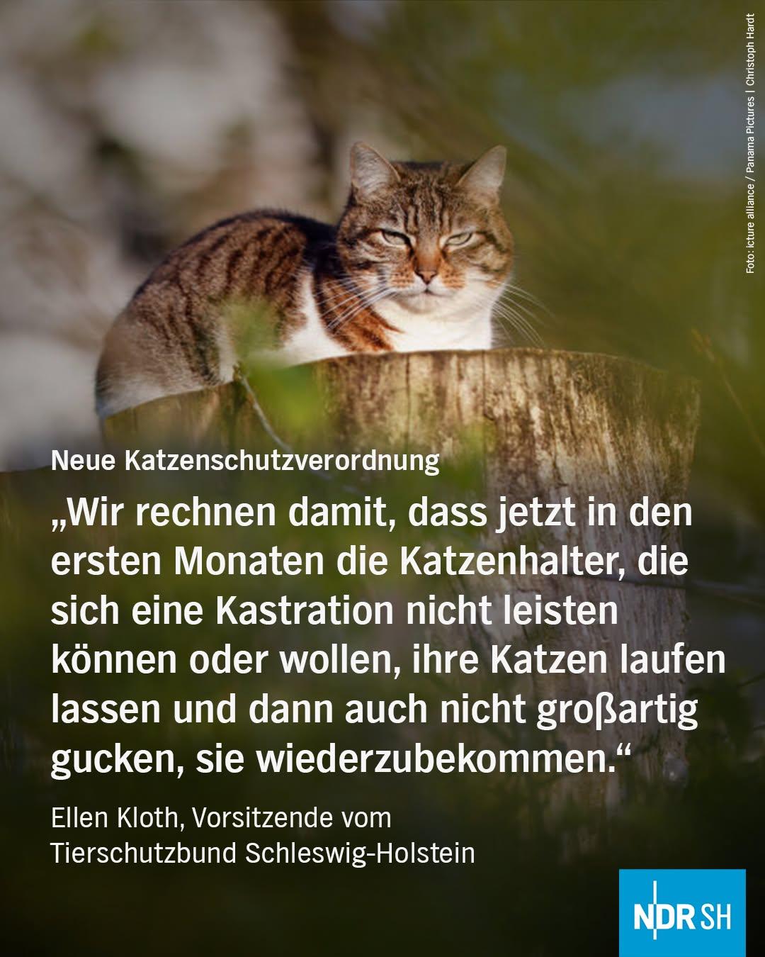 Foto: Katze
Text: Neue Katzenschutzverordnung
"Wir rechnen damit, dass jetzt in den ersten Monaten die Katzenhalter, die sich eine Kastration nicht leisten können oder wollen, ihre Katzen laufen lassen und dann auch nicht großartig gucken, sie wiederzubekommen."
Ellen Kloth.
Vorsitzende vom Tierschutzbund Schleswig-Holstein