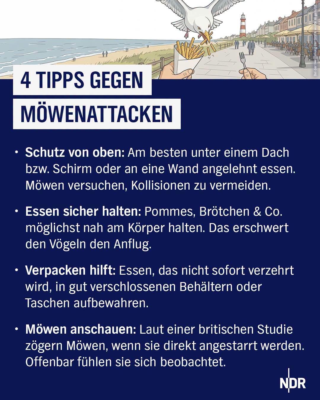 Bild: eine Zeichnung von einer Möwe, die Pommes stehlen will. 

Text: 4 TIPPS GEGEN
MÖWENATTACKEN
• Schutz von oben: Am besten unter einem Dach bzw. Schirm oder an eine Wand angelehnt essen.
Möwen versuchen, Kollisionen zu vermeiden.
• Essen sicher halten: Pommes, Brötchen & Co. möglichst nah am Körper halten. Das erschwert den Vögeln den Anflug.
• Verpacken hilft: Essen, das nicht sofort verzehrt wird, in gut verschlossenen Behältern oder Taschen aufbewahren.
• Möwen anschauen: Laut einer britischen Studie zögern Möwen, wenn sie direkt angestarrt werden.
Offenbar fühlen sie sich beobachtet.