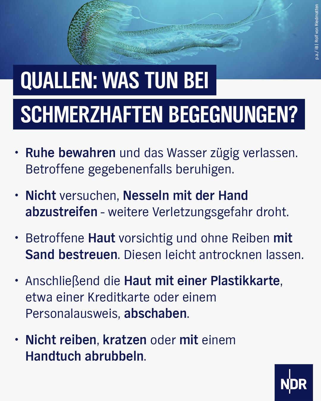 Bild: Eine Qualle schwimmt im Meer 

Text: QUALLEN: WAS TUN BEI SCHMERZHAFTEN BEGEGNUNGEN?
• Ruhe bewahren und das Wasser zügig verlassen.
Betroffene gegebenenfalls beruhigen.
• Nicht versuchen, Nesseln mit der Hand abzustreifen - weitere Verletzungsgefahr droht.
• Betroffene Haut vorsichtig und ohne Reiben mit Sand bestreuen. Diesen leicht antrocknen lassen.
• Anschließend die Haut mit einer Plastikkarte, etwa einer Kreditkarte oder einem Personalausweis, abschaben.
• Nicht reiben, kratzen oder mit einem Handtuch abrubbeln.